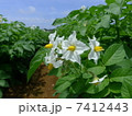 ジャガイモの花 7412443