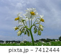 ジャガイモの花 7412444