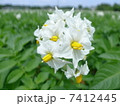 ジャガイモの花 7412445
