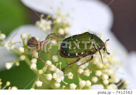 ハナムグリに襲いかかる蜘蛛 ハナムグリに襲いかかる蜘蛛 7412562