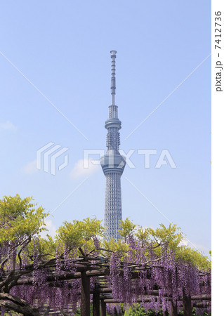 藤棚と東京スカイツリー 藤棚と東京スカイツリー 7412736