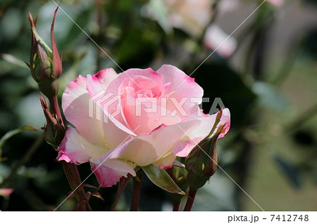 マチルダ 7412748