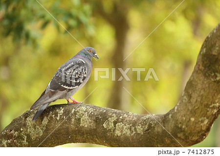 枝にとまるハト 7412875