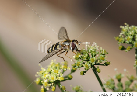 ハナアブ ハナアブ 7413469