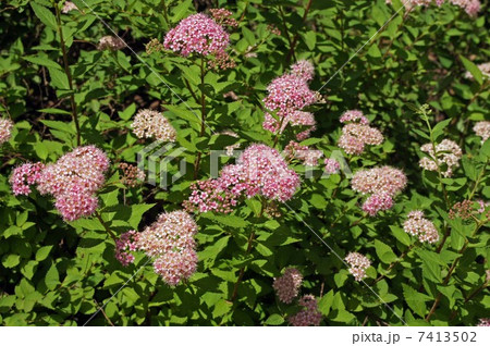 シモツケの花 シモツケの花 7413502