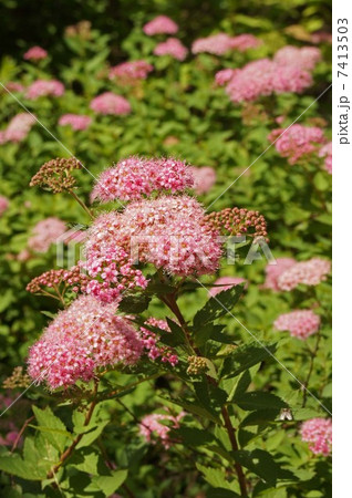 シモツケの花 シモツケの花 7413503