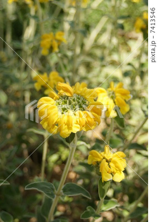 エルサレム・セージの花 エルサレム・セージの花 7413546