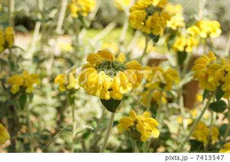 エルサレム・セージの花 エルサレム・セージの花 7413547
