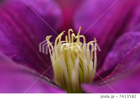 花　テツセン 7413582