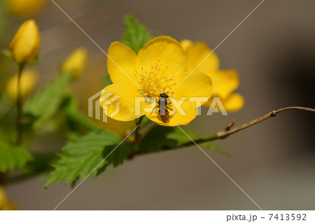 花・オウバイ 7413592