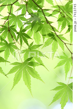 カエデの新緑 7413745