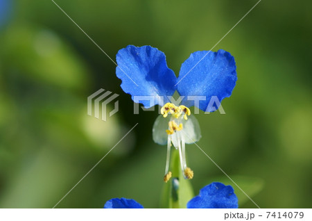 露草　朝の花 7414079