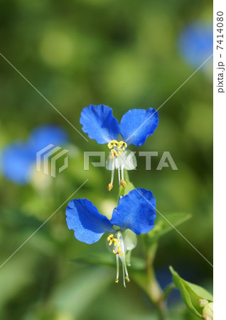 露草　朝の花 7414080