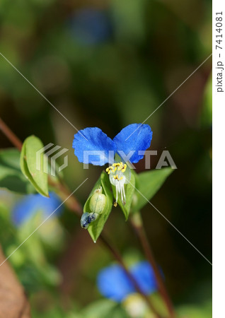 露草　朝の花 7414081