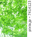 新緑の若葉と木漏れ日の風景／背景 7414123