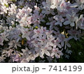 つつじ1 7414199