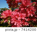 つつじ2 7414200