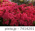 つつじ3 7414201