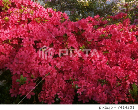 つつじ3 7414201