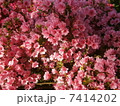つつじ4 7414202