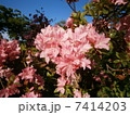 つつじ5 7414203