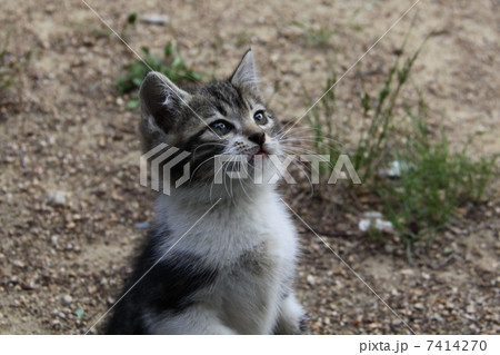 仔猫 仔猫 7414270