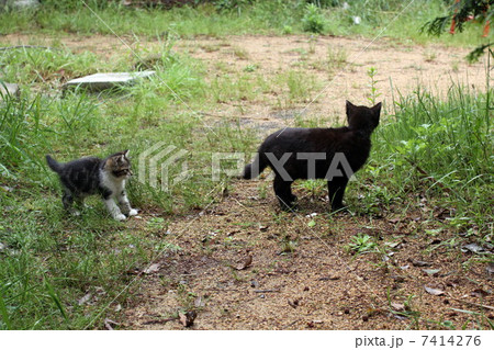 クロネコのアンちゃん 7414276