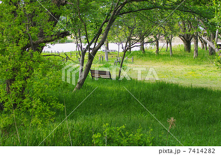 自然保護区に指定されている西の湖 7414282