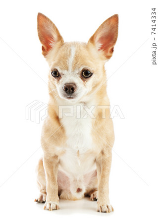 Beige chihuahua dog isolated on white background. Beige chihuahua dog isolated on white background. 7414334