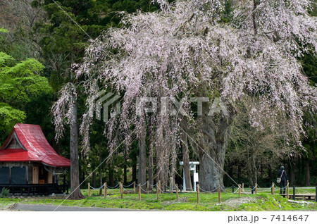 おしら様の枝垂れ桜　　秋田県湯沢市 7414647