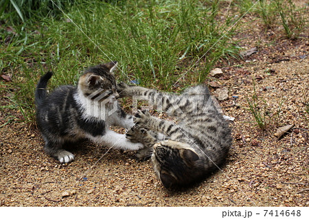 こねこの兄弟 7414648