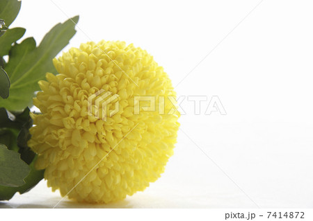 ポンポン菊 ポンポン菊 7414872