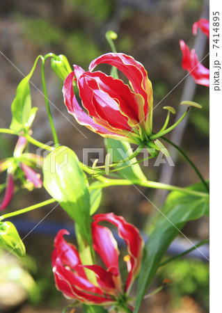 グロリオサ 7414895