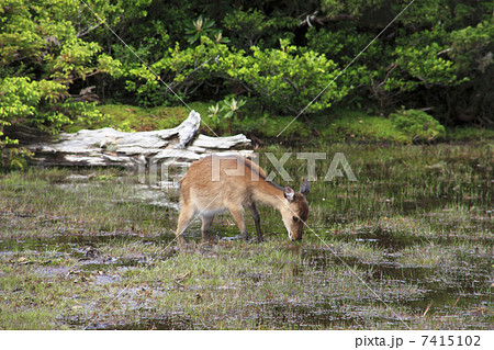 花之江河のヤクシカ 花之江河のヤクシカ 7415102