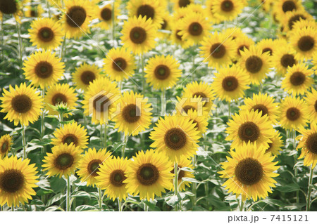 ひまわり畑 7415121