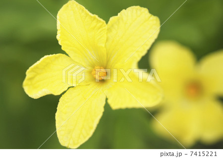 ヘチマの花の写真素材