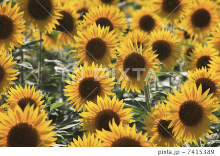 ひまわり畑 7415389
