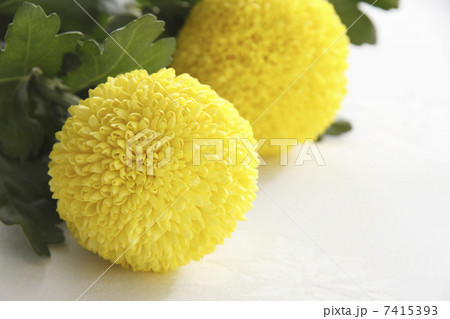 ポンポン菊 7415393