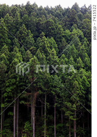 高野山の山並み 高野山の山並み 7415522