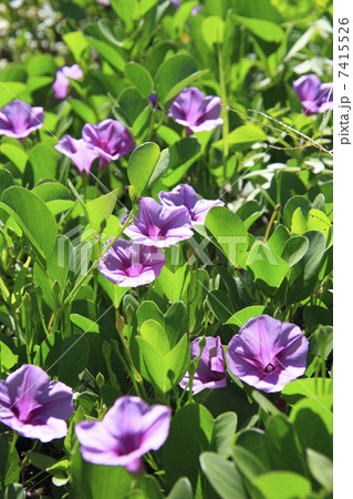 グンバイヒルガオ 7415526