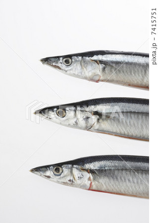 サンマ 7415751
