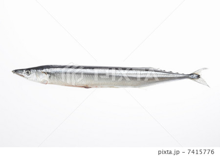 サンマ 7415776