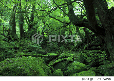 もののけ姫の森 7415890
