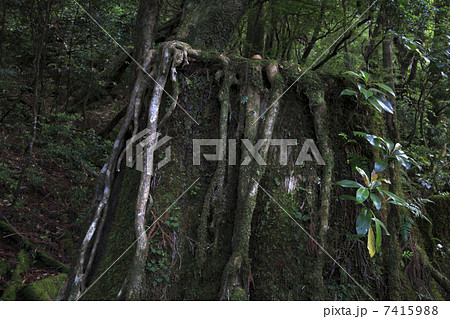 ヤクスギランド 7415988