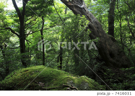 原生林 原生林 7416031