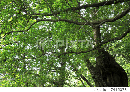 ヤクスギランド ヤクスギランド 7416073