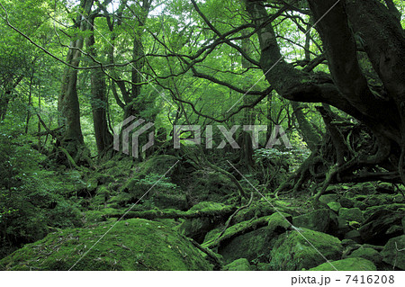 もののけ姫の森 もののけ姫の森 7416208