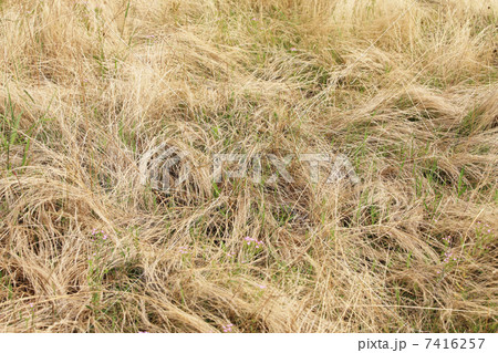 乾いた雑草 7416257