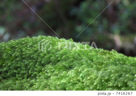 苔 7416267
