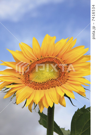 ヒマワリ ヒマワリ 7416534